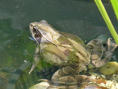 Frog