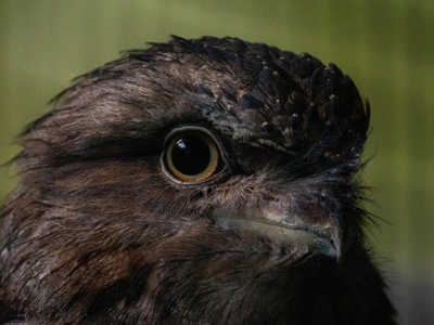 Frogmouth