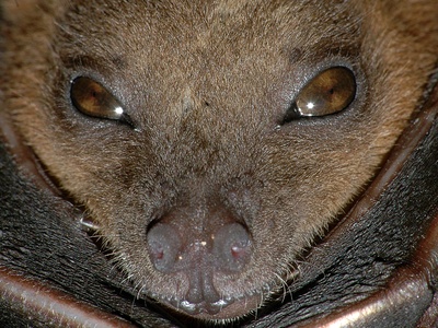 Fruit bat