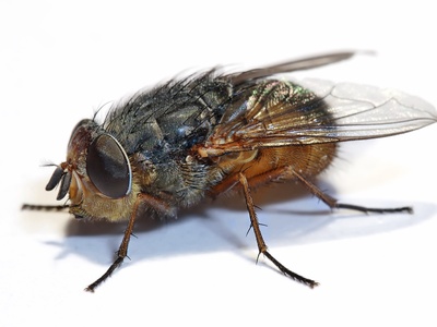 Fruit fly