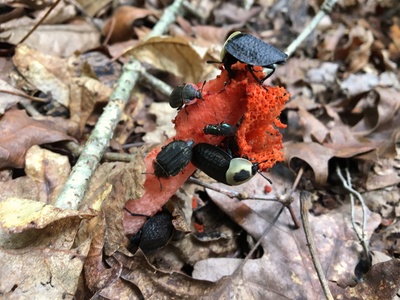 Fungus beetles
