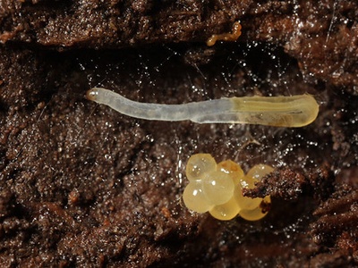 Fungus gnats (larvae)