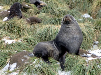Fur seal