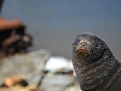 Fur seal (Antarctic)