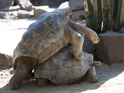 Galápagos tortoise