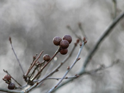 Gall Oak