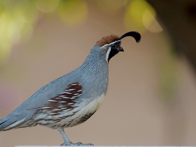 Gambel's quail