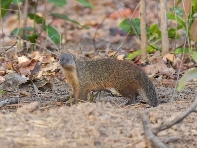 Gambian mongoose