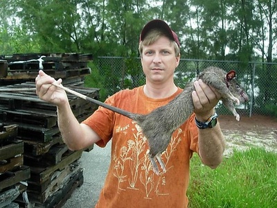 Gambian Pouched Rat