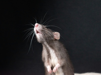 Gambian pouched rat