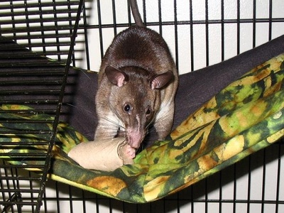 Gambian pouched rat