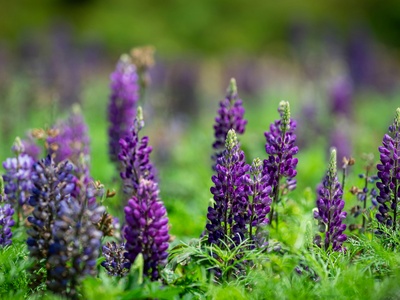 Garden Lupin