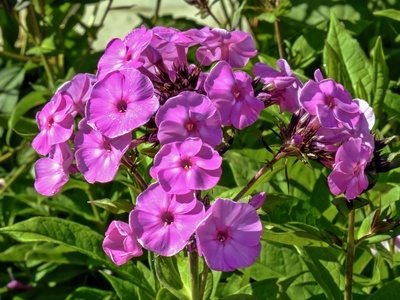 Garden phlox