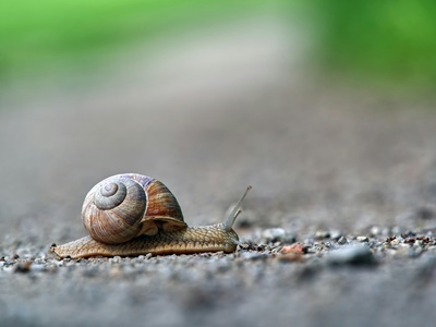 Garden snail