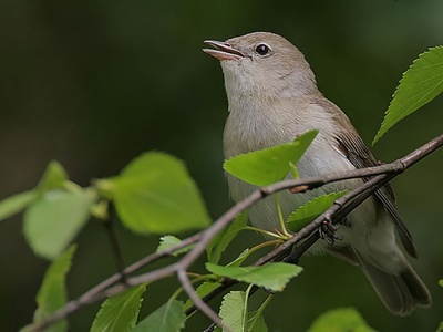 Garden Warbler