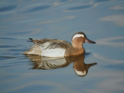 Garganey