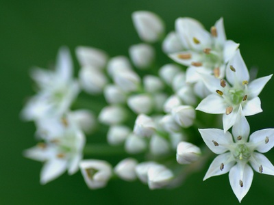 Garlic Chives