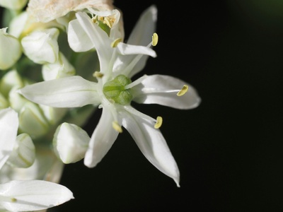 Garlic chives