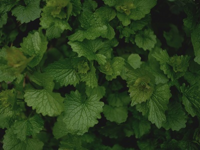 Garlic Mustard