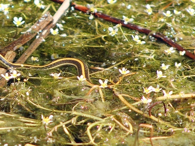Garter snake