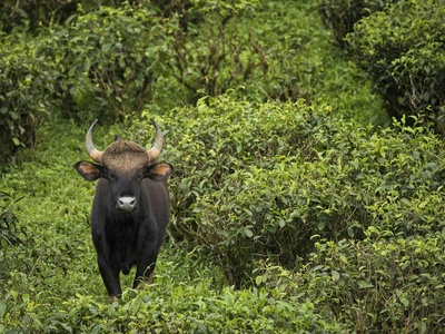 Gaur