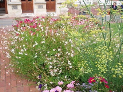 Gaura