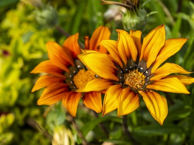 Gazania
