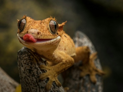 Gecko