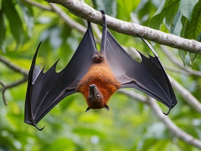 Geelvinck Bay Flying Fox