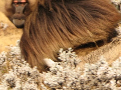 Gelada