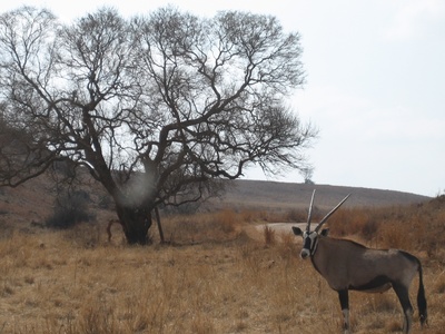 Gemsbok