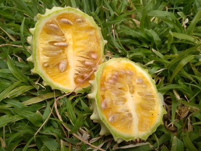 Gemsbok Cucumber