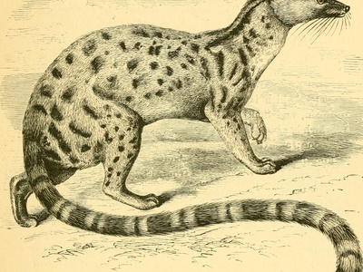 Genet, Large-spotted