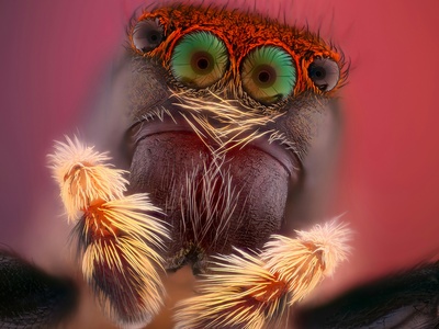 Geoffroy's Spider Monkey