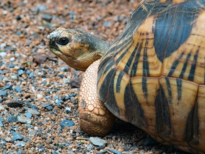Geometric Tortoise