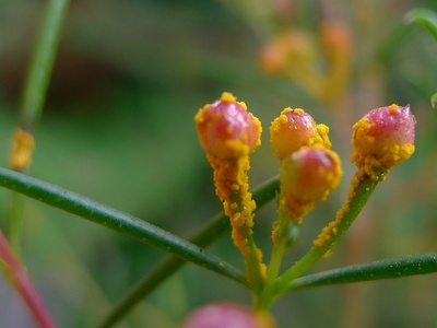 Geraldton wax