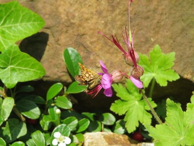 Geranium
