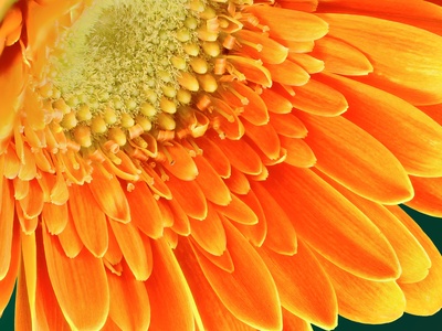 Gerbera