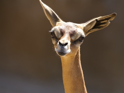 Gerenuk