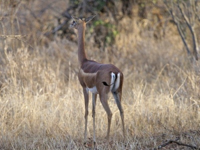 Gerenuk