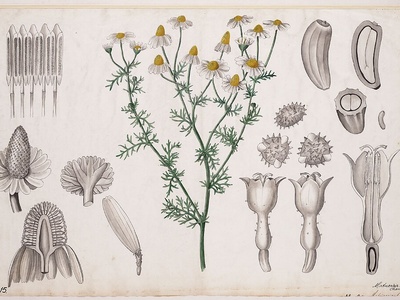 German Chamomile
