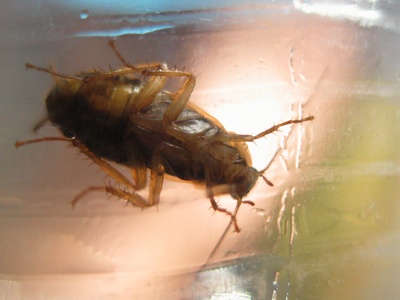 German Cockroach
