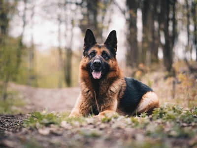 German shepherd