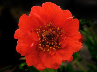 Geum