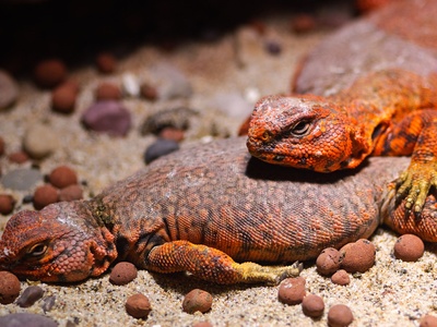 Geyr's Spiny-tailed Lizard