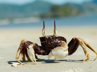 Ghost crab