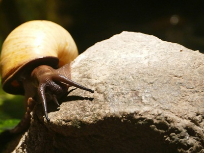 Giant African snail