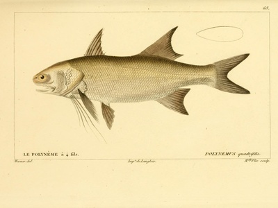 Giant African Threadfin