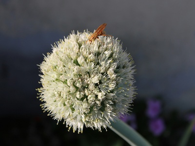 Giant allium