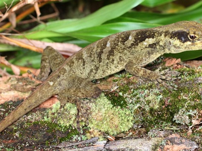 Giant anole